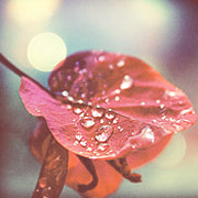 电话轰炸机网页版